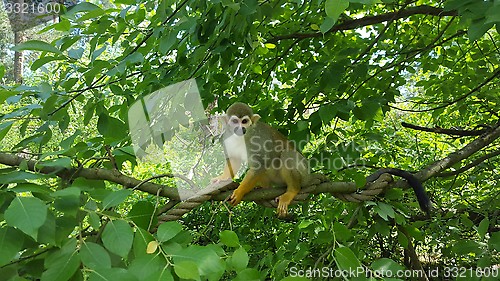 Image of Small Monkey