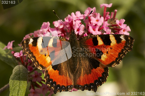 Image of tortoiseshell butterfly