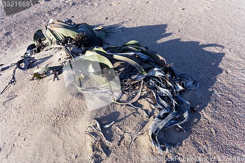 Image of Welwitschia mirabilis, Amazing desert plant, living fossil