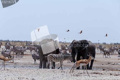Image of crowded waterhole with Elephants, zebras, springbok and orix