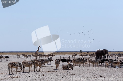 Image of crowded waterhole with Elephants, zebras, springbok and orix