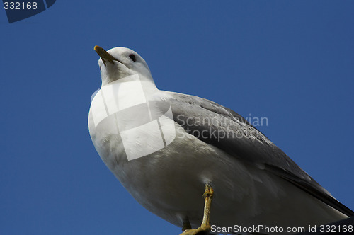 Image of seagull