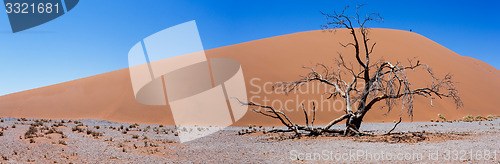 Image of wide panorama Dune 45 in sossusvlei Namibia