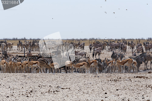 Image of crowded waterhole with Elephants, zebras, springbok and orix