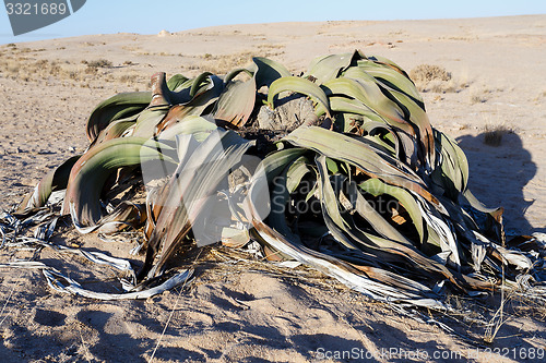 Image of Welwitschia mirabilis, Amazing desert plant, living fossil