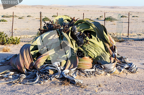 Image of Welwitschia mirabilis, Amazing desert plant, living fossil