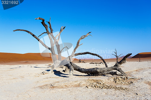 Image of beautiful landscape of Hidden Vlei in Namib desert 