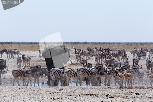 Image of crowded waterhole with Elephants, zebras, springbok and orix