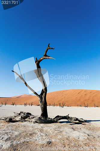 Image of beautiful landscape of Hidden Vlei in Namib desert 