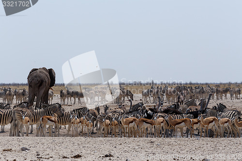 Image of crowded waterhole with Elephants, zebras, springbok and orix