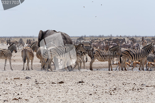 Image of crowded waterhole with Elephants, zebras, springbok and orix