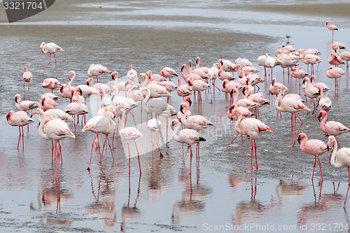 Image of Rosy Flamingo colony in Walvis Bay Namibia