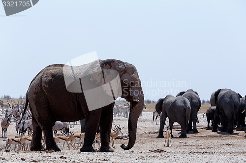 Image of crowded waterhole with Elephants, zebras, springbok and orix