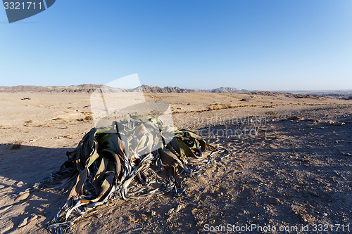 Image of Welwitschia mirabilis, Amazing desert plant, living fossil