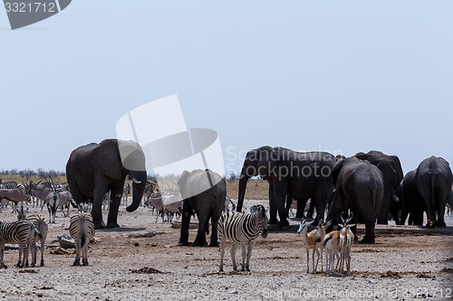 Image of crowded waterhole with Elephants, zebras, springbok and orix