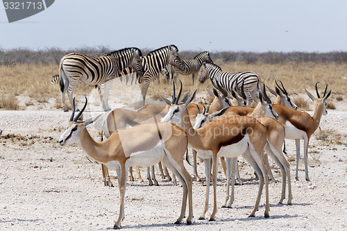 Image of herd of springbok and zebra in Etosha