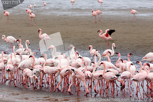 Image of Rosy Flamingo colony in Walvis Bay Namibia