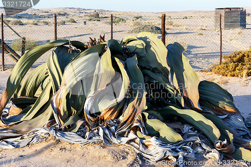 Image of Welwitschia mirabilis, Amazing desert plant, living fossil