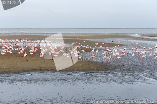 Image of Rosy Flamingo colony in Walvis Bay Namibia