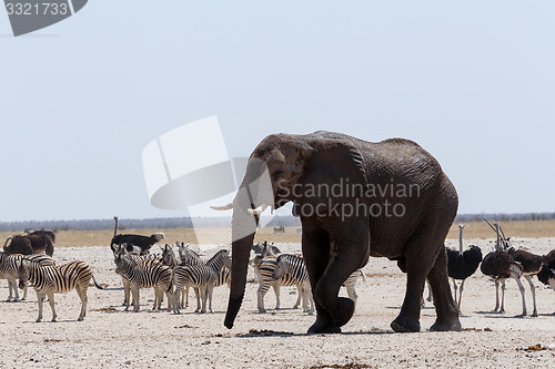 Image of crowded waterhole with Elephants, zebras, springbok and orix