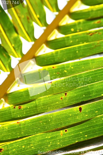 Image of  thailand   abstract  in the light  leaf   veins background     