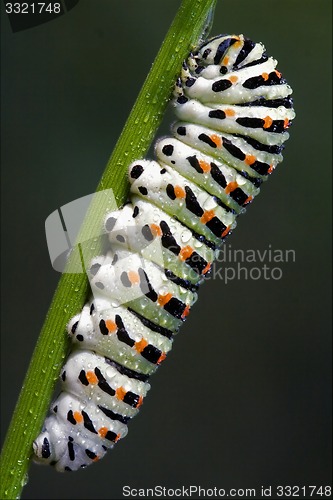 Image of   in a green tree of wild fennel