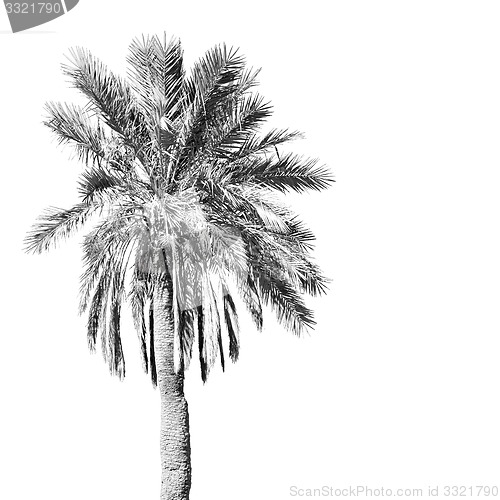 Image of tropical palm in morocco africa alone   and the sky