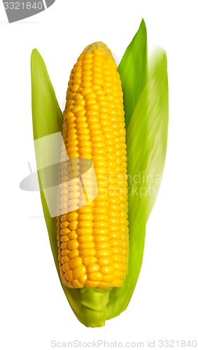 Image of Corn ear isolated on white