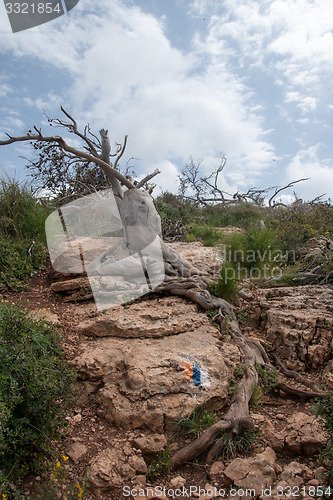 Image of Fallen trees after fire