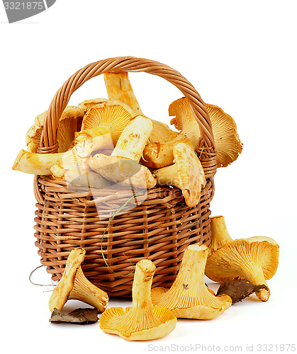 Image of Raw Chanterelles