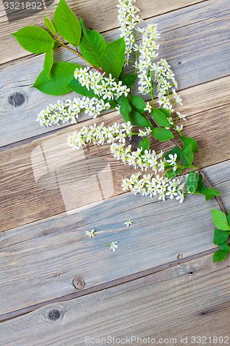 Image of bird cherry branch