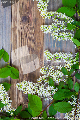 Image of branch of blossom bird cherry on aged boards