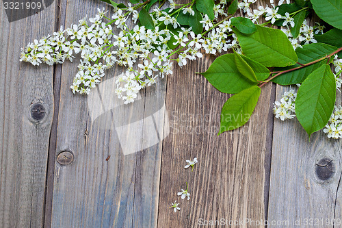 Image of branch of blossom bird cherry on aged boards antique table