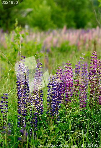 Image of Lupines