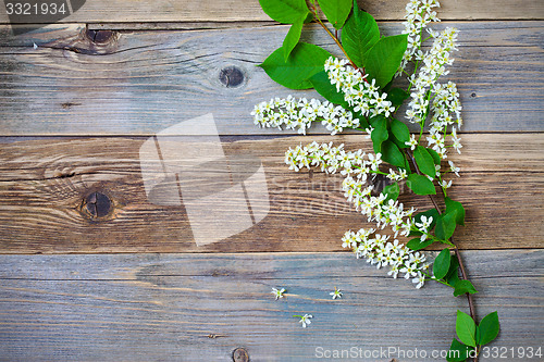 Image of bird cherry branch  on aged boards
