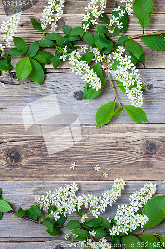 Image of branch of blossom bird cherry on vintage boards