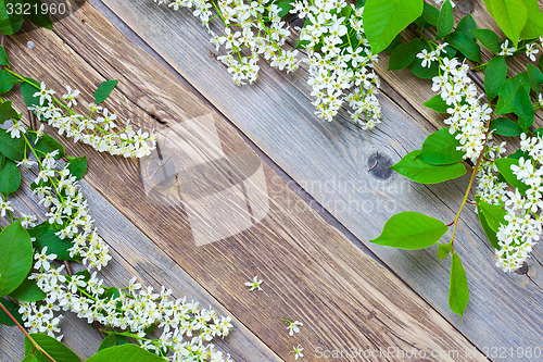 Image of blossom bird cherry
