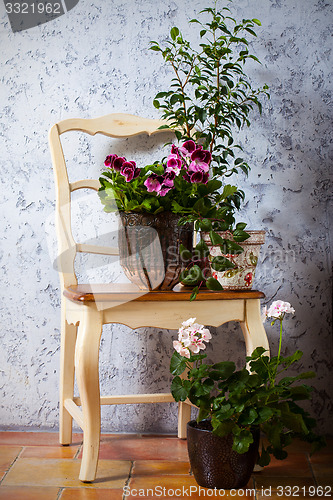 Image of Still Life with two pelargonium and fuchsia