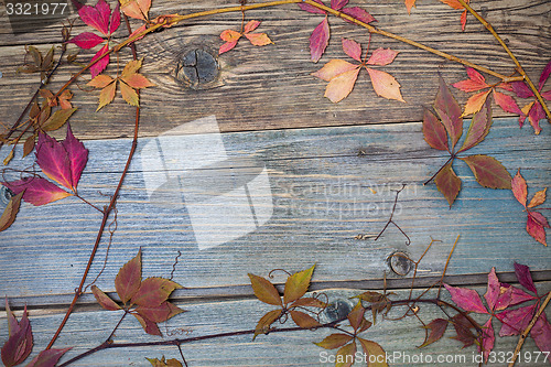Image of Still Life with dry leaves and stems