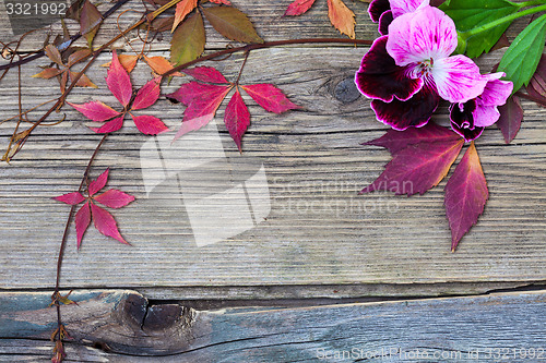 Image of geranium flower and herbarium