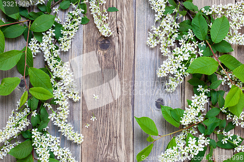 Image of still life with branch of blossom bird cherry