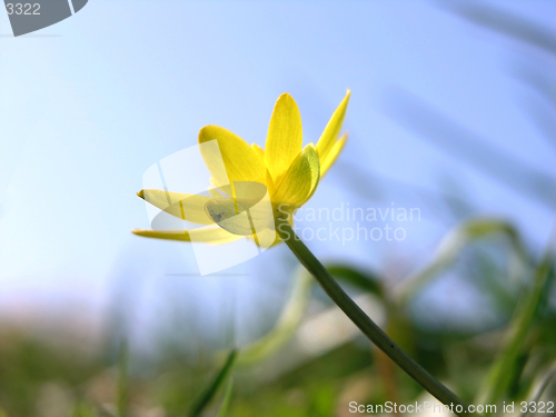 Image of Buttercup macro