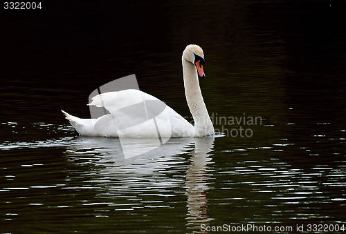 Image of SWAN AND REFLECTIONS.