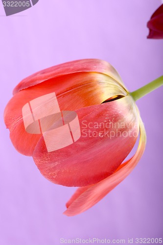 Image of Beautiful red tulips, close-up flowers