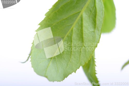 Image of green leaf background