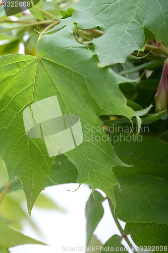 Image of green leaf background