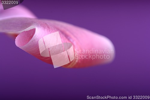 Image of red tulips against a blue background, close up flowers