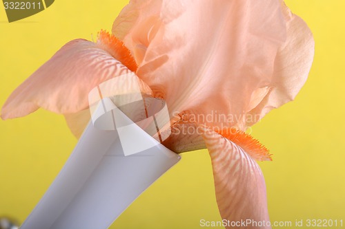 Image of Beautiful flowers. Spring flower background