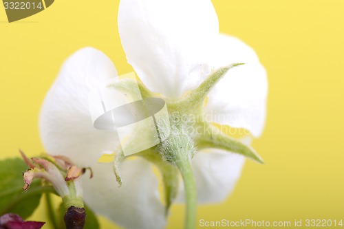 Image of apple blossoms in spring on white background