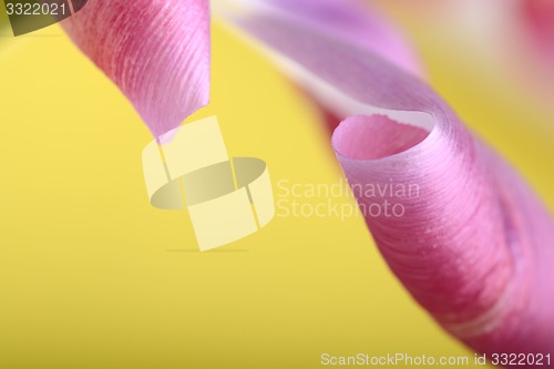 Image of red tulips against a yellow background, close up flowers